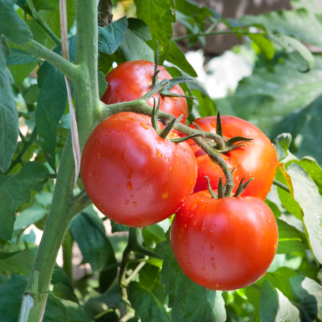 【家庭菜園の野菜が盗まれる…？】防犯用の柵を設置した結果…→後日、柵にひっかかっていた【まさかの人物】に衝撃…